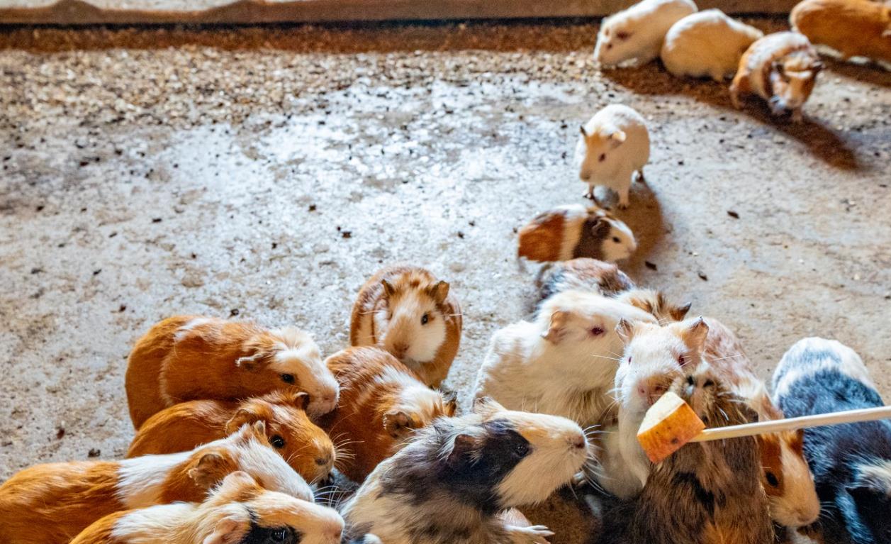 포천 서운동산 이미지 11