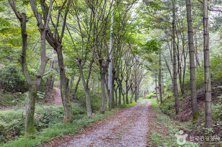 청송 자연휴양림 이미지 4