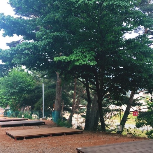 인제 내린천솔밭힐링캠핑장 이미지 5