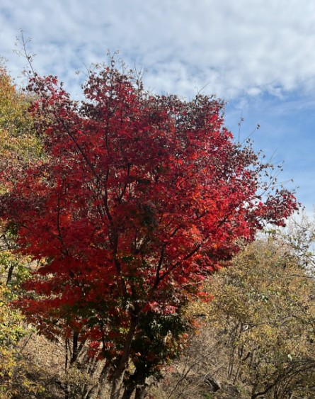 대전 오로라글램핑 펜션 이미지 5