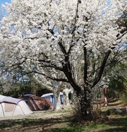 경주 소풍캠핑장 이미지 3