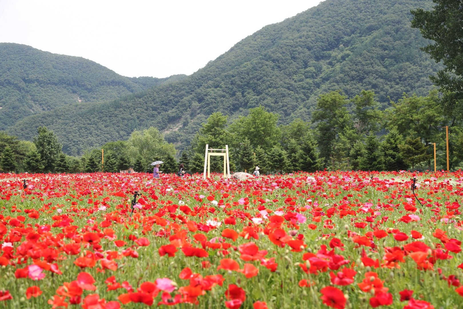 Colorful Garden 자라섬 꽃 페스타 이미지 1