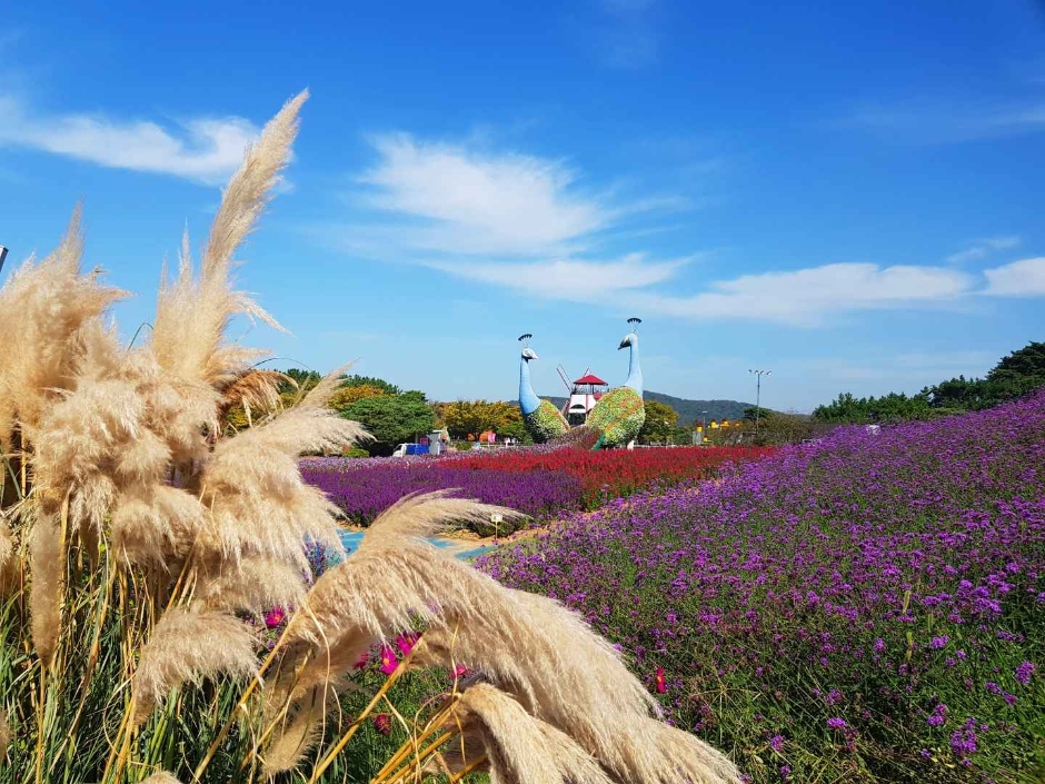 태안 가을꽃박람회 이미지 3