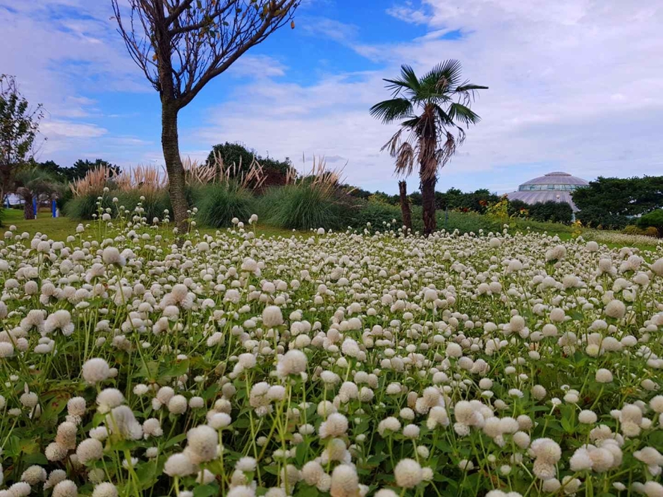 태안 가을꽃박람회 이미지 6