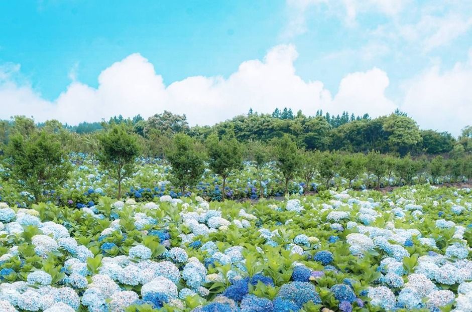 가평 양떼목장 수국축제 이미지 5