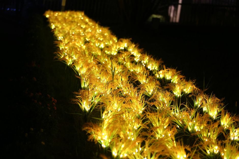 김제지평선축제 이미지 5