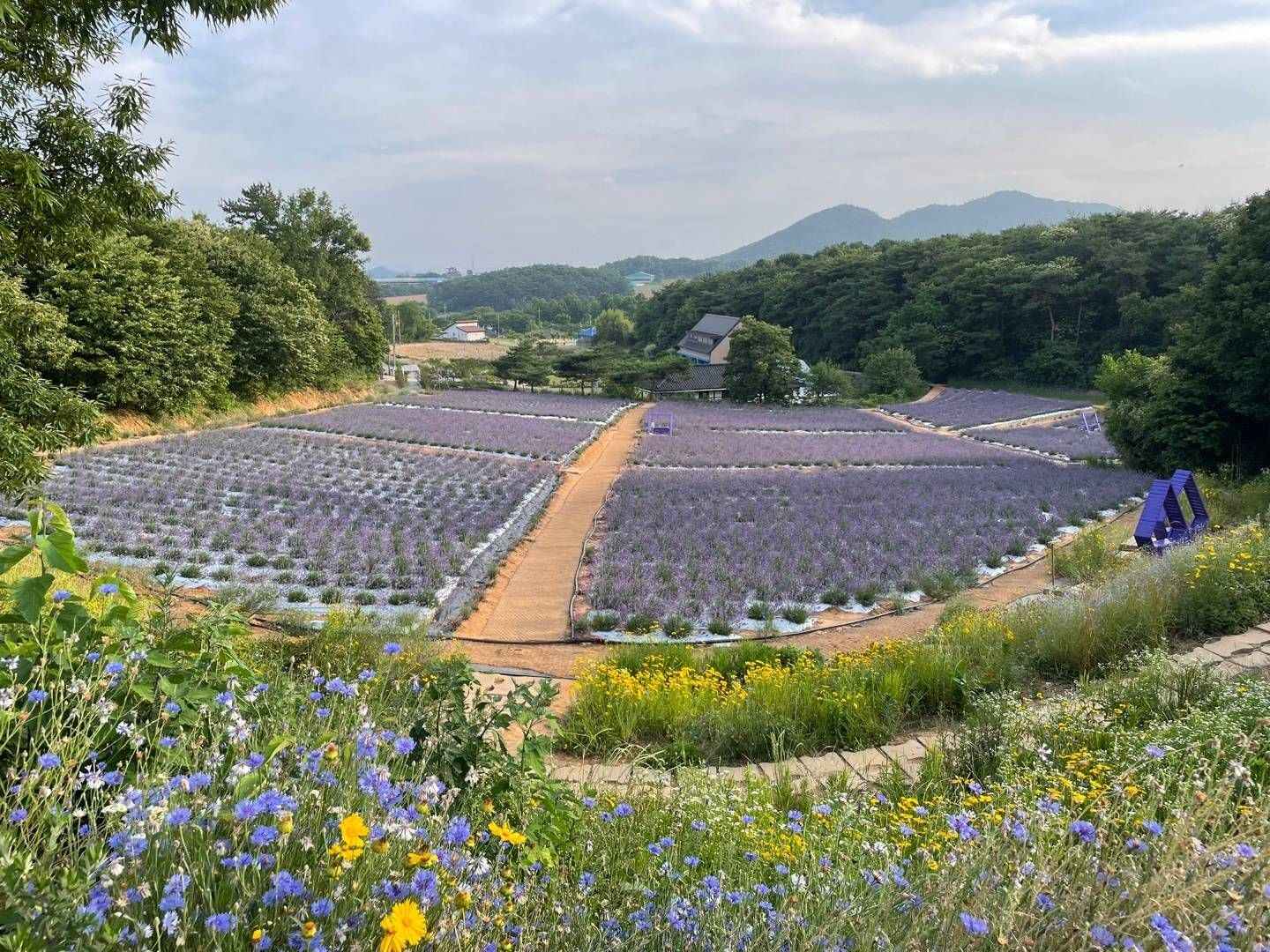고창청농원 라벤더 축제 이미지 5