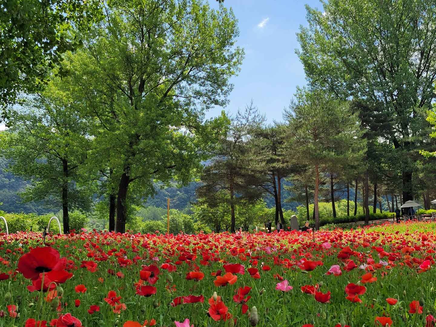 Colorful Garden 자라섬 꽃 페스타 이미지 6