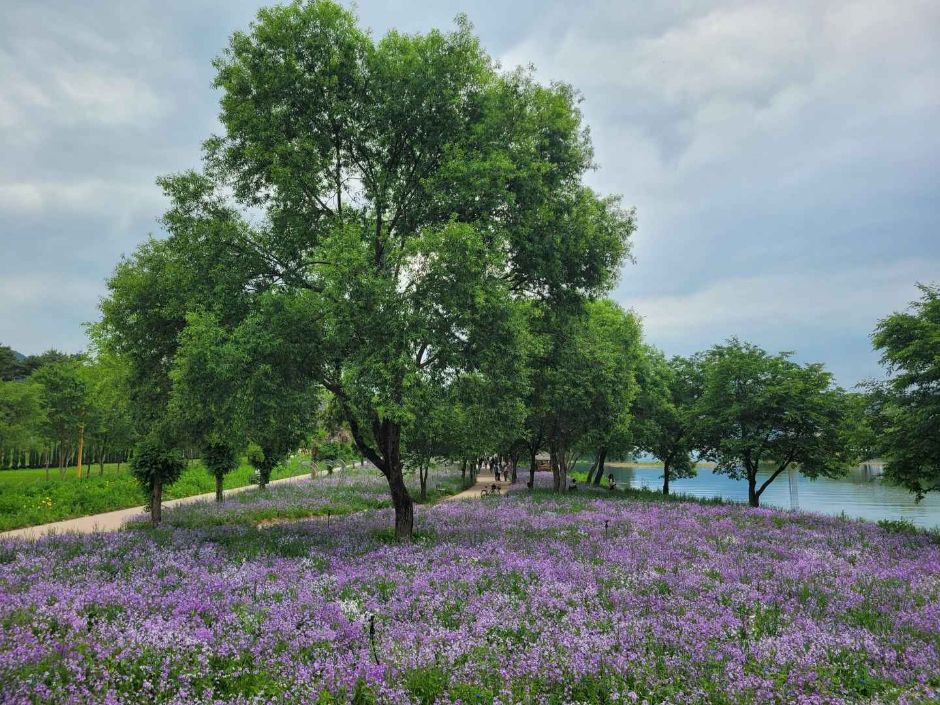 Colorful Garden 자라섬 꽃 페스타 이미지 7