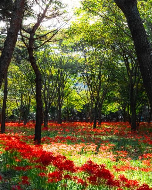 영광불갑산상사화축제 이미지 4