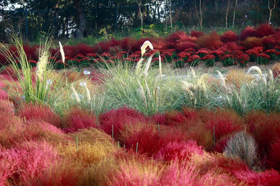 태안 가을꽃박람회 이미지 4