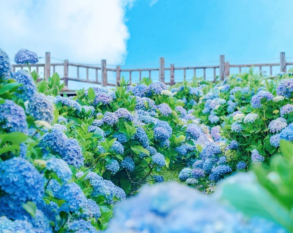 가평 양떼목장 수국축제 이미지 2