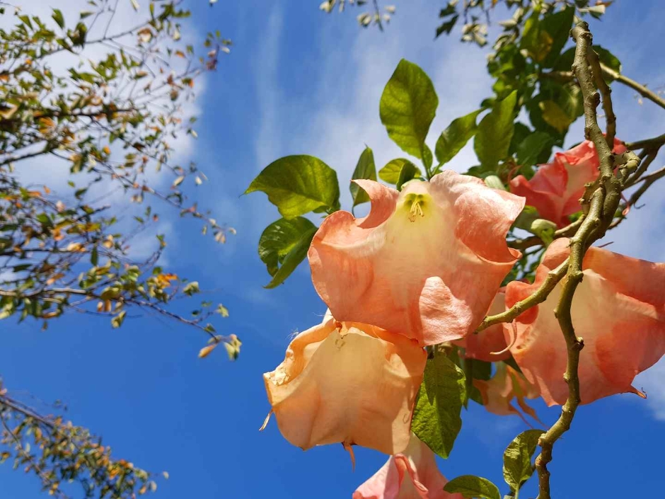 태안 가을꽃박람회 이미지 7