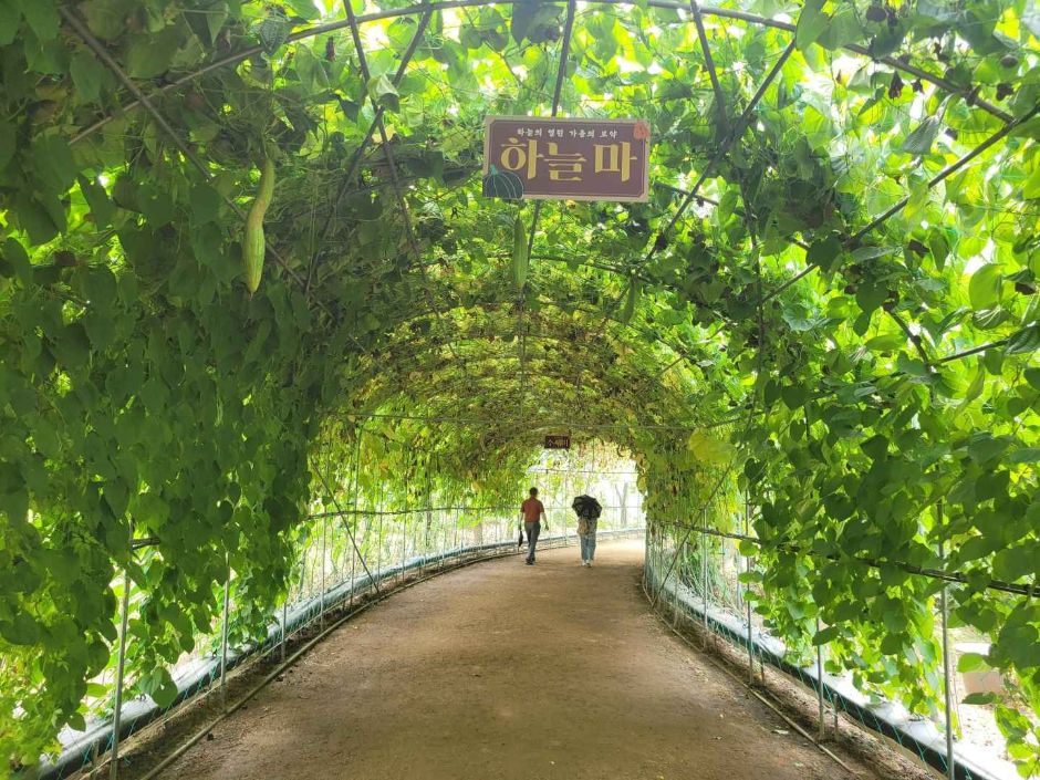 Colorful Garden 자라섬 꽃 페스타 이미지 4