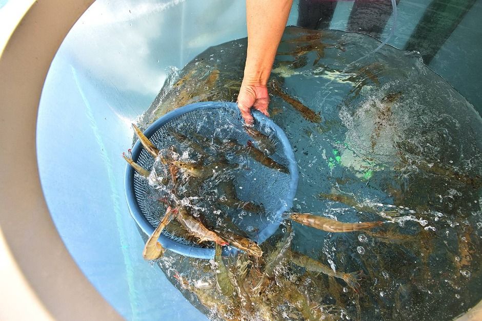 홍성남당항 대하축제 이미지 7