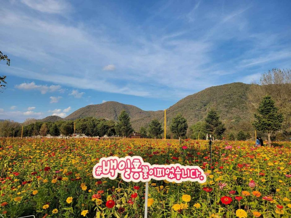 Colorful Garden 자라섬 꽃 페스타 이미지 6