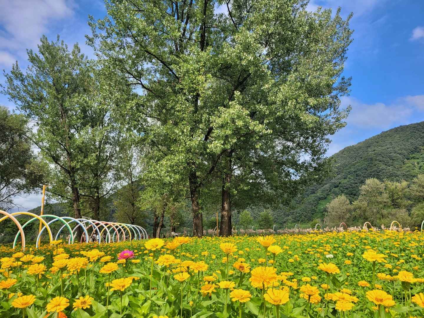 Colorful Garden 자라섬 꽃 페스타 이미지 2