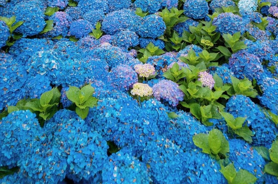 가평 양떼목장 수국축제 이미지 6