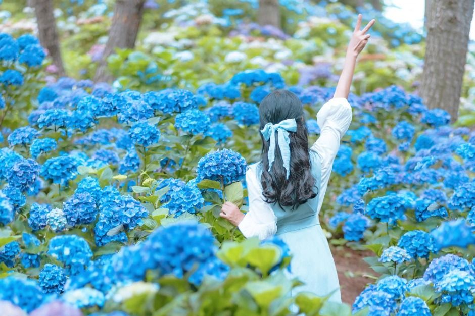 가평 양떼목장 수국축제 이미지 1