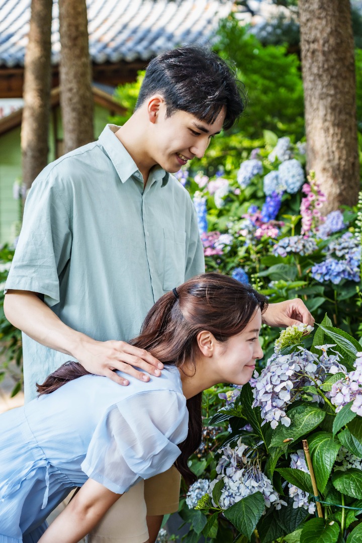 아침고요수목원 수국전시회 이미지 4