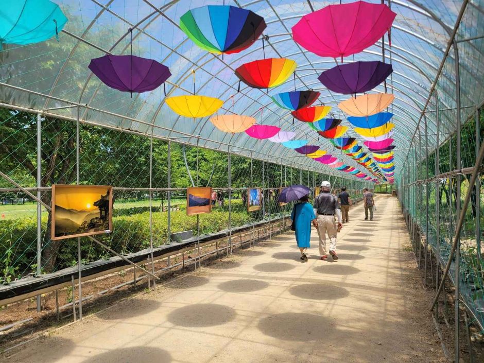 Colorful Garden 자라섬 꽃 페스타 이미지 3