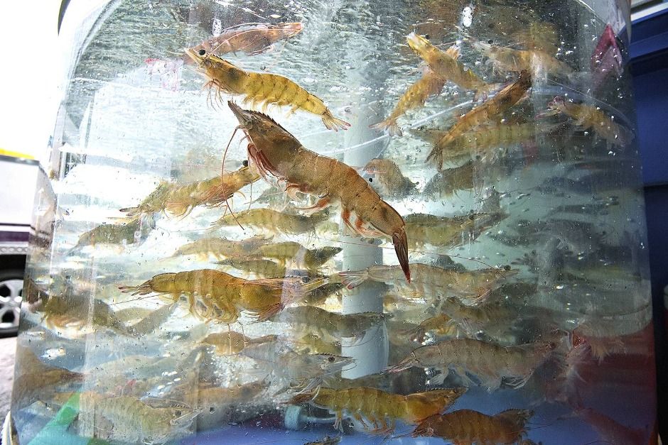 홍성남당항 대하축제 이미지 2