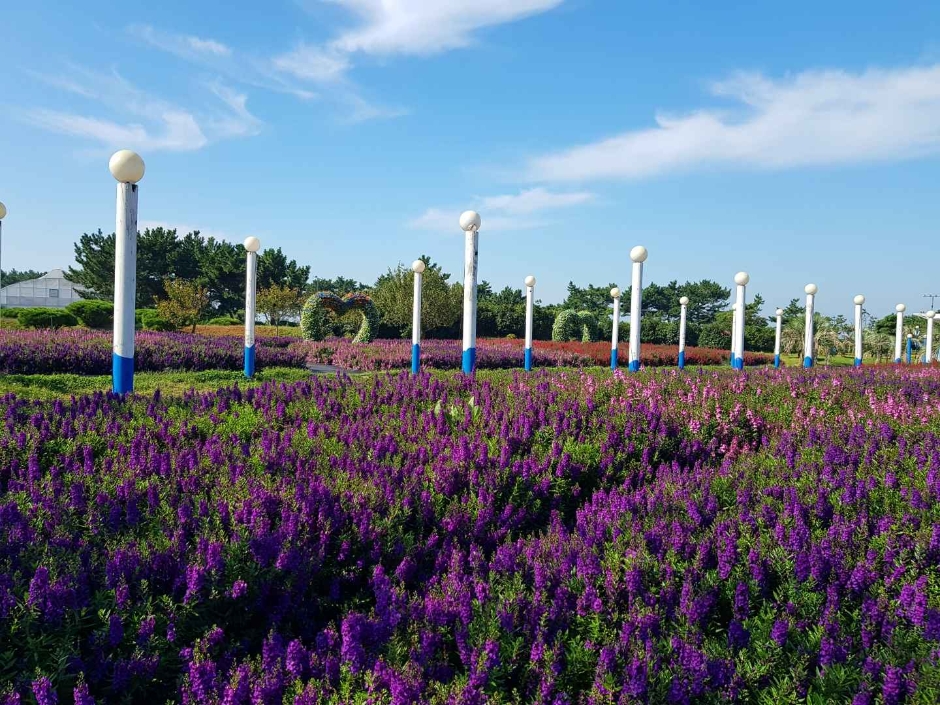 태안 가을꽃박람회 이미지 2