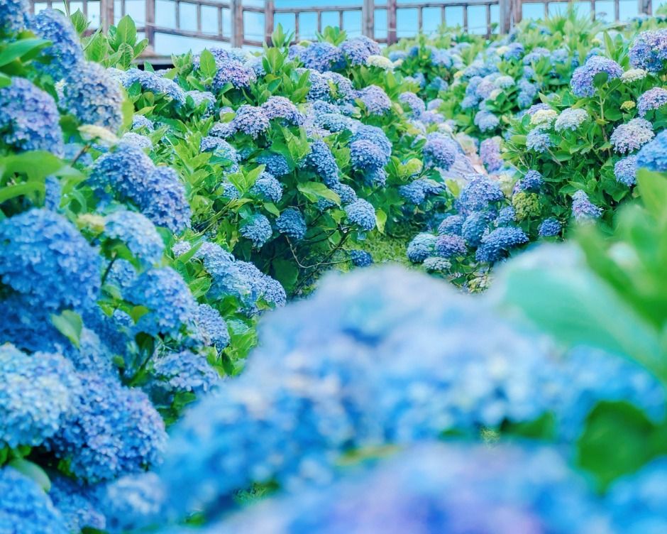 가평 양떼목장 수국축제 이미지 3