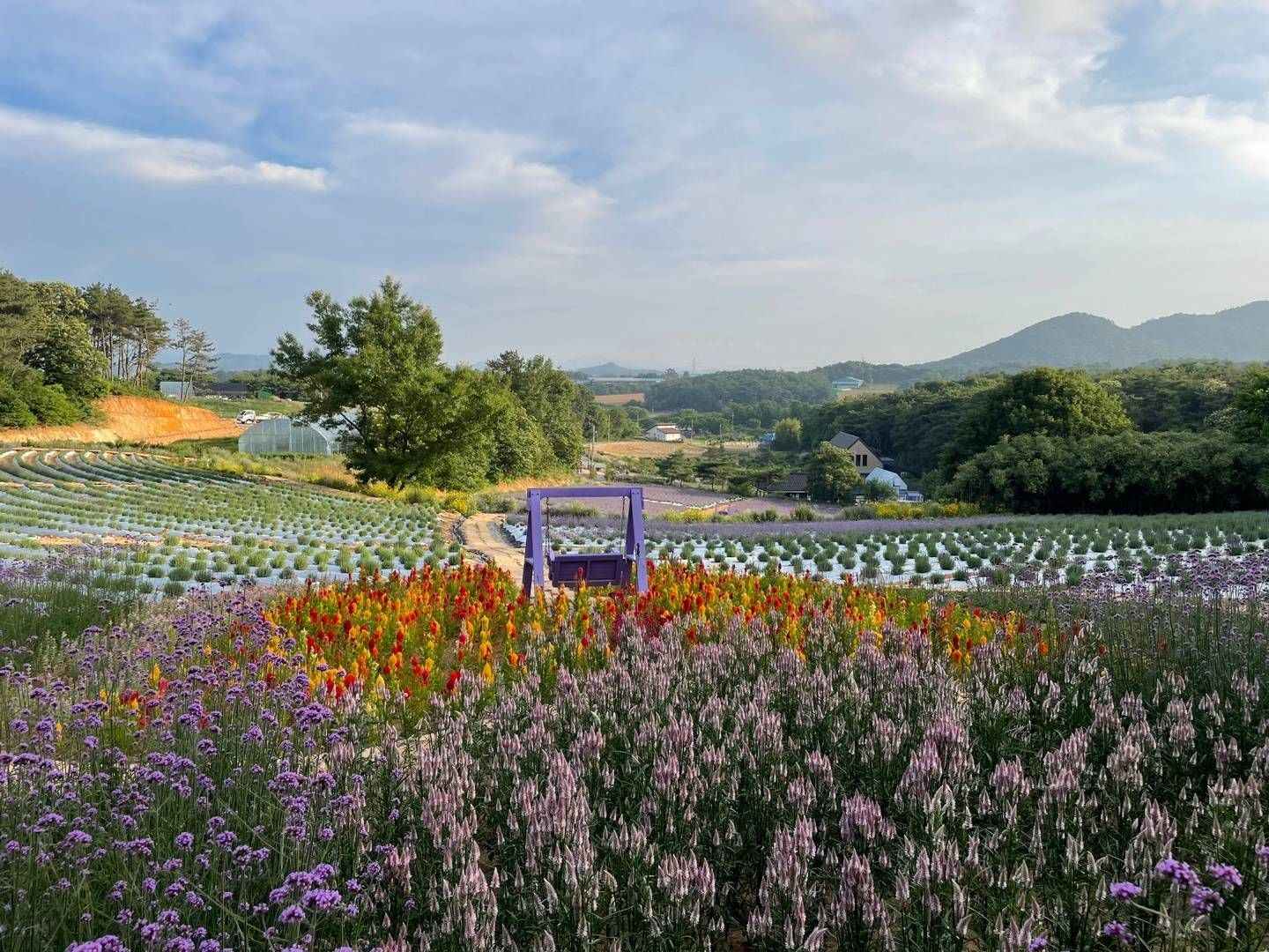 고창청농원 라벤더 축제 이미지 4