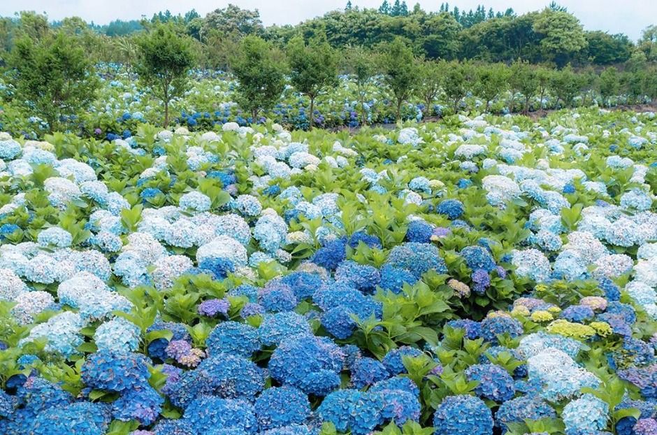 가평 양떼목장 수국축제 이미지 4