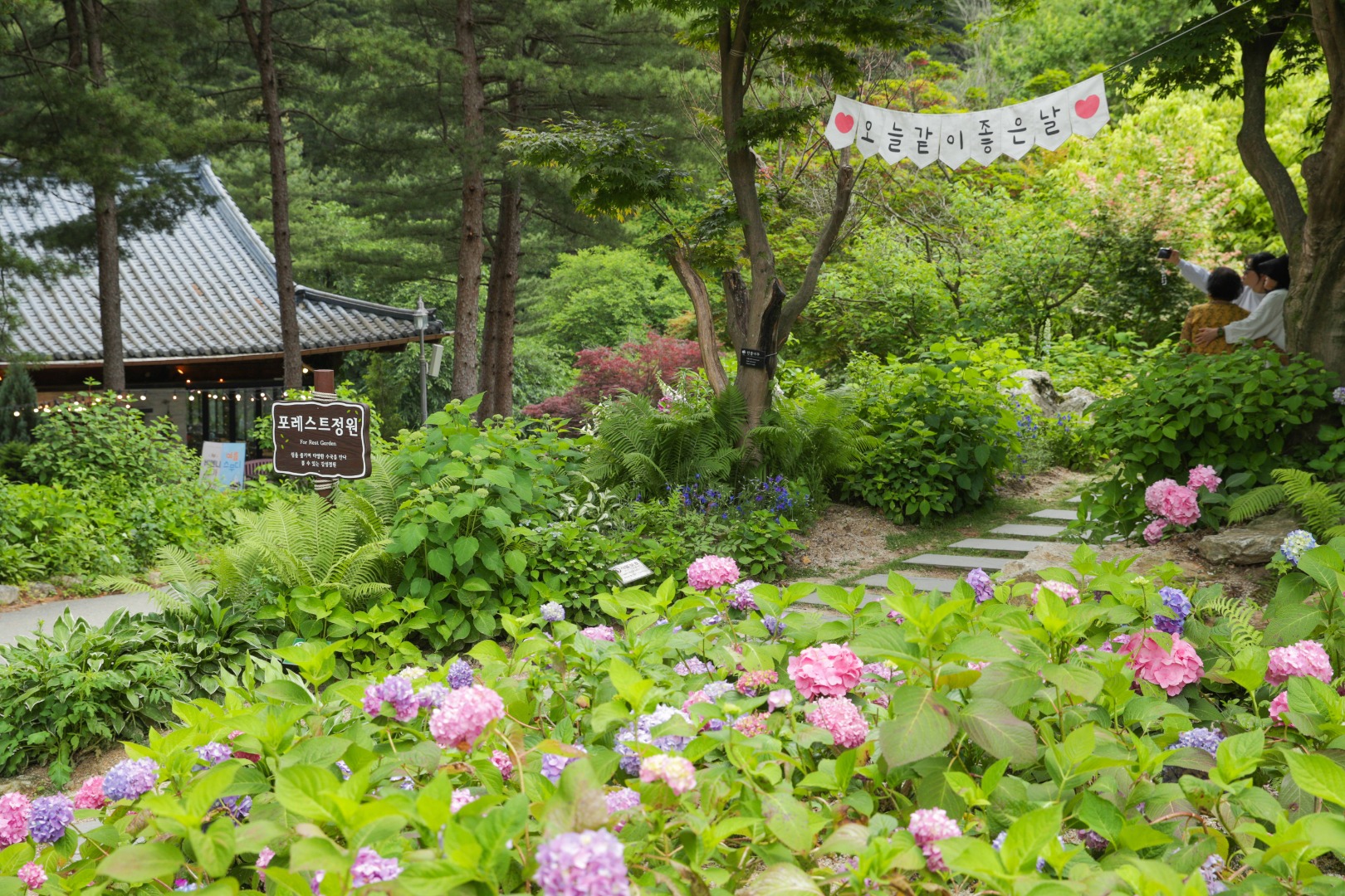 아침고요수목원 수국전시회 이미지 6
