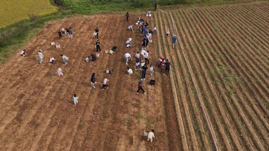 당진해나루황토고구마홍보판촉행사 이미지 2