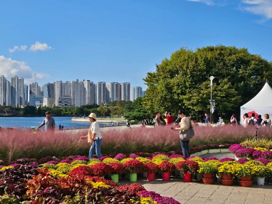 고양가을꽃축제 이미지 3