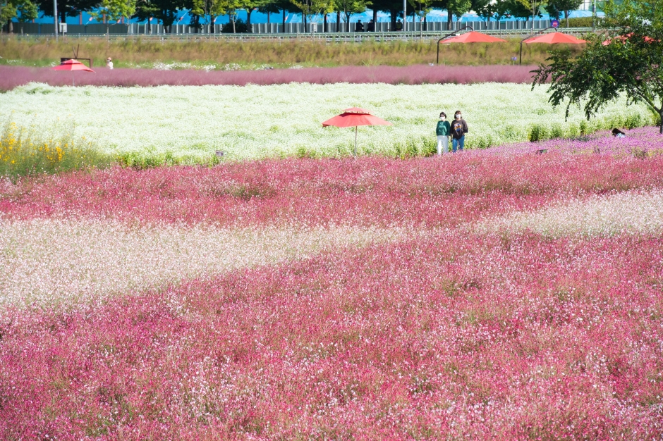 양주 천만송이 천일홍 축제 이미지 1