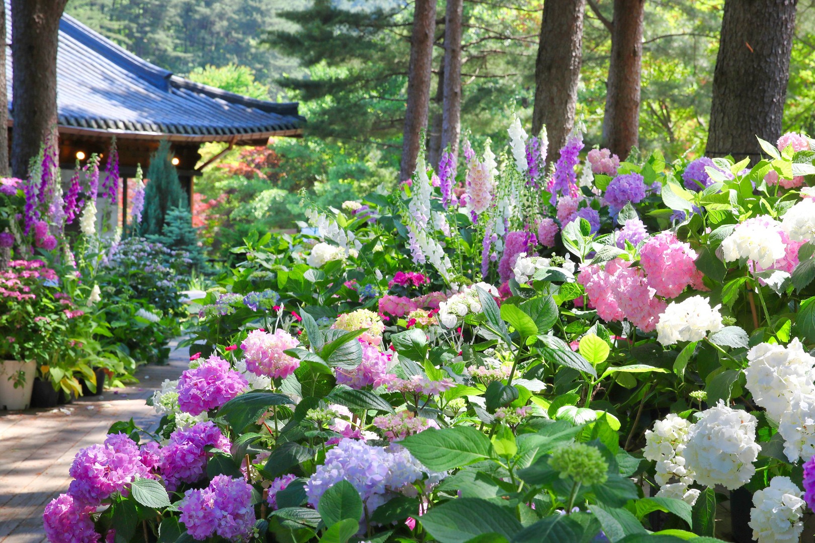 아침고요수목원 수국전시회 이미지 2