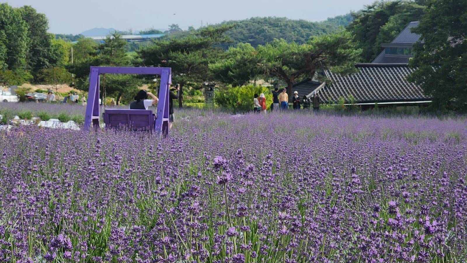 고창청농원 라벤더 축제 이미지 2