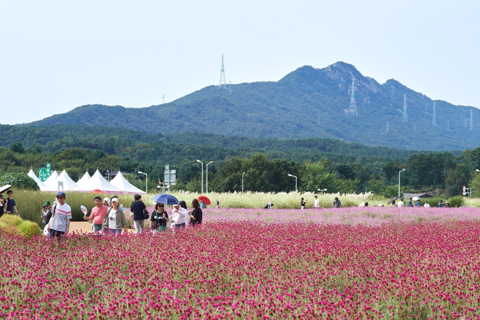 양주 천만송이 천일홍 축제 이미지 4