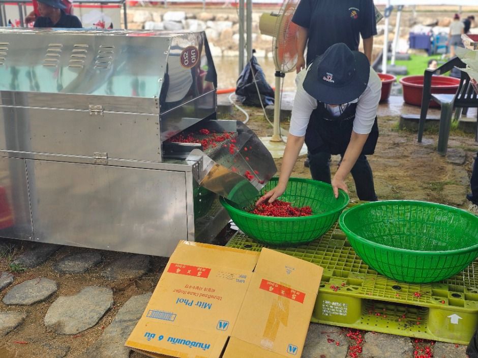 문경오미자축제 이미지 8