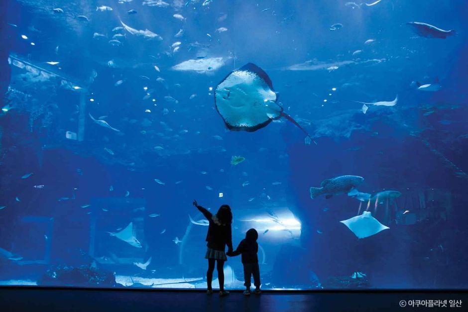 아쿠아플라넷 일산 이미지 2