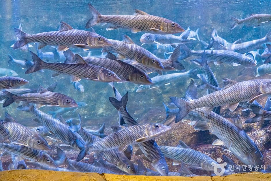 섬진강어류생태관 이미지 6