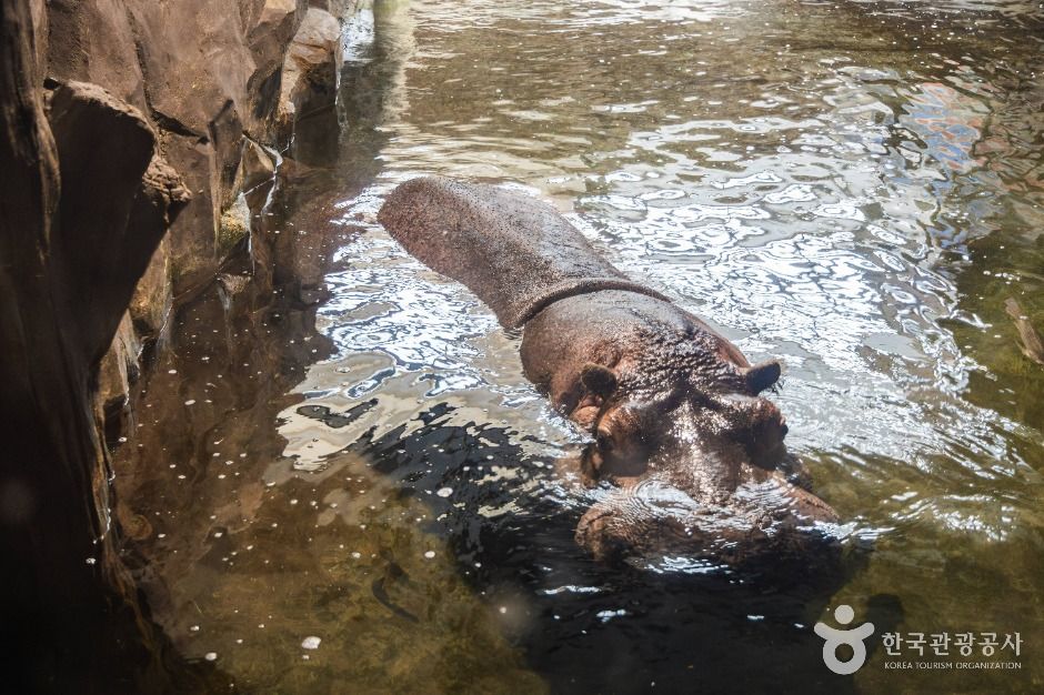 아라마루 아쿠아리움 이미지 4