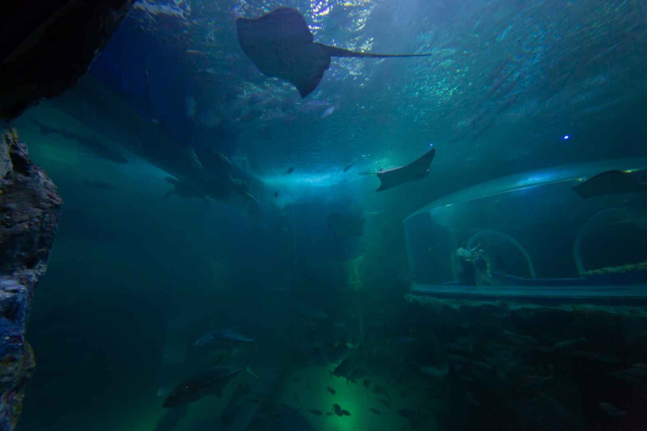 아쿠아플라넷 여수 이미지 8