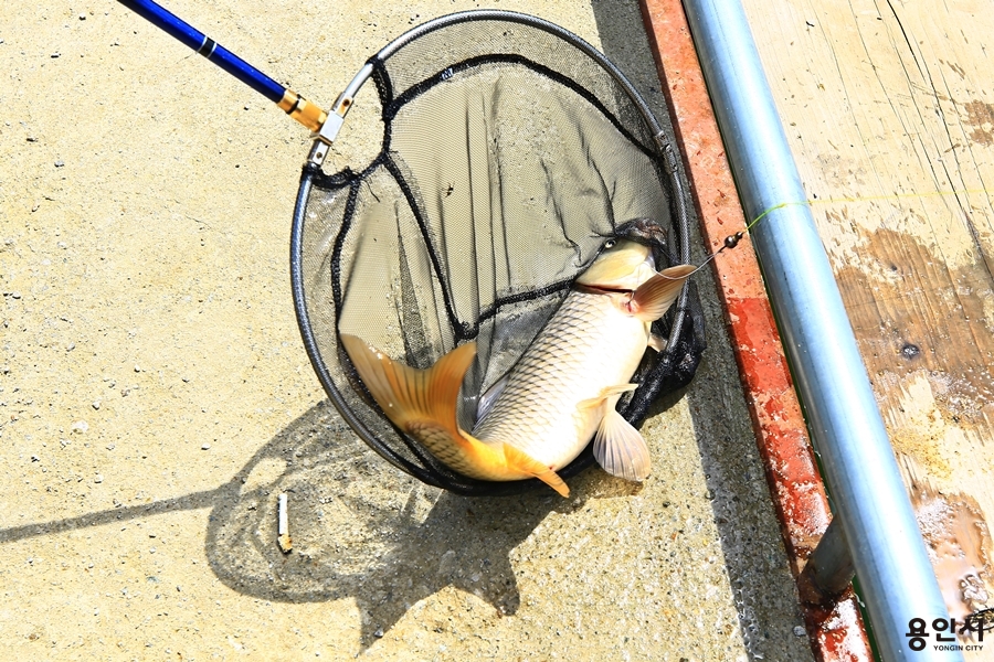 용인 한터 낚시터 이미지 4