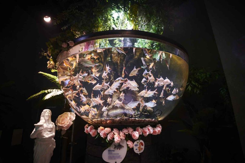 대전 엑스포 아쿠아리움 이미지 8
