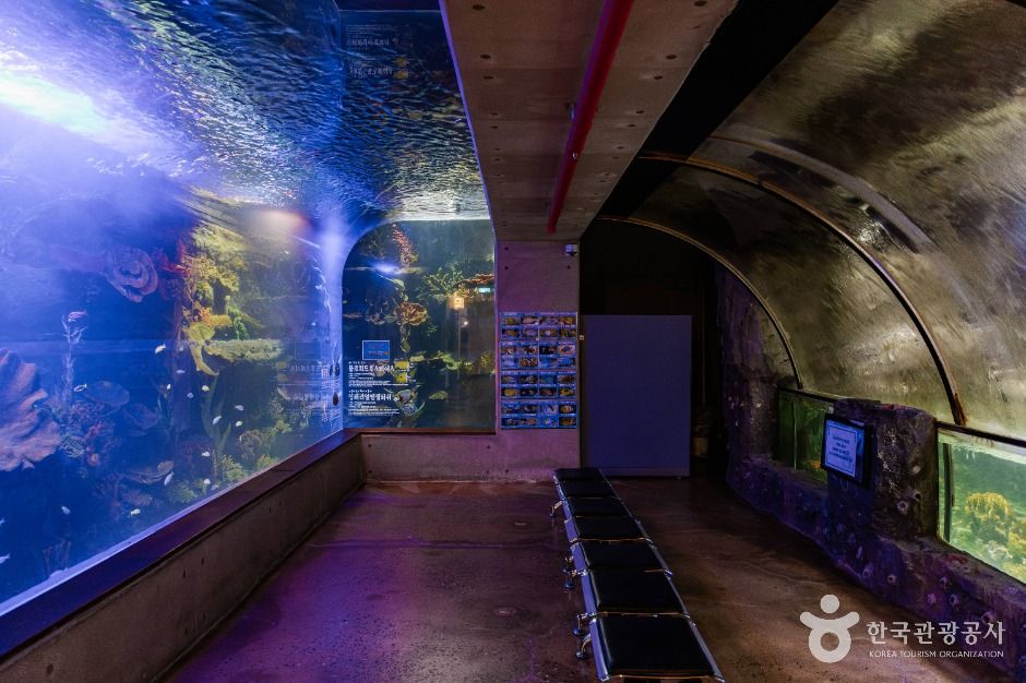 아라마루 아쿠아리움 이미지 7