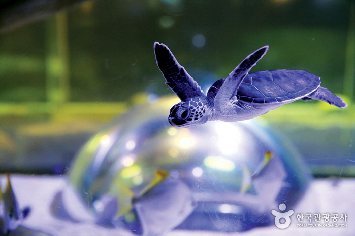아쿠아플라넷 여수 이미지 6