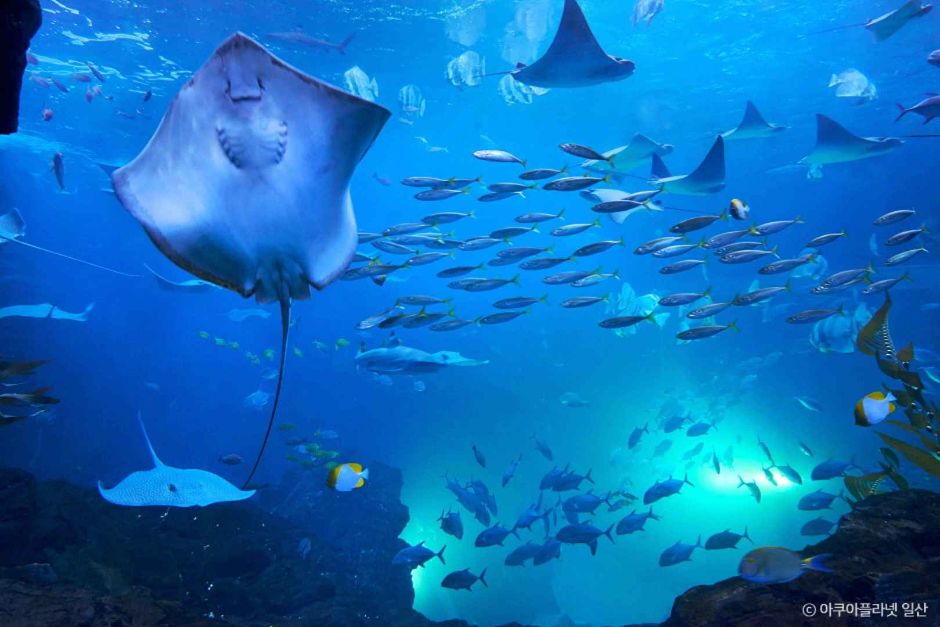 아쿠아플라넷 일산 이미지 3