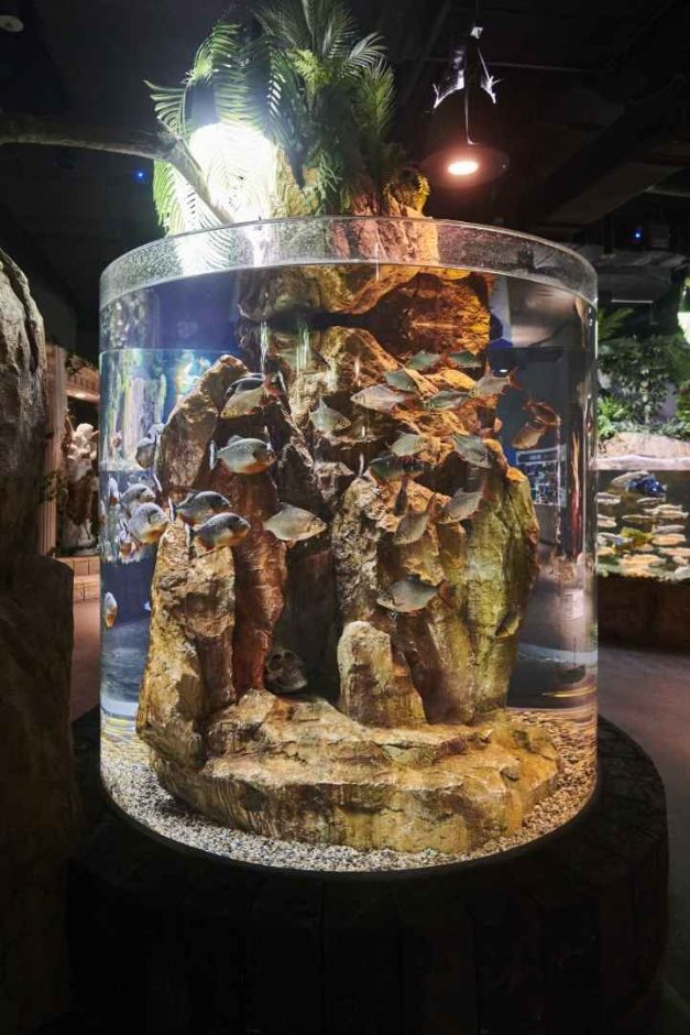 대전 엑스포 아쿠아리움 이미지 6