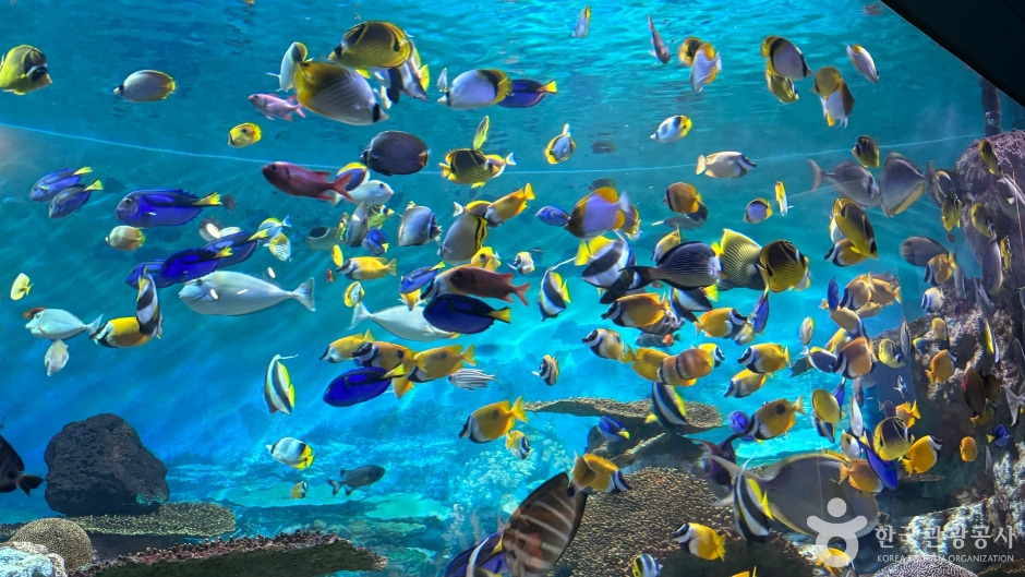 코엑스 아쿠아리움 이미지 1