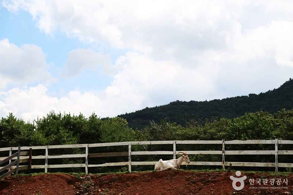 하동 해뜰목장 이미지 2